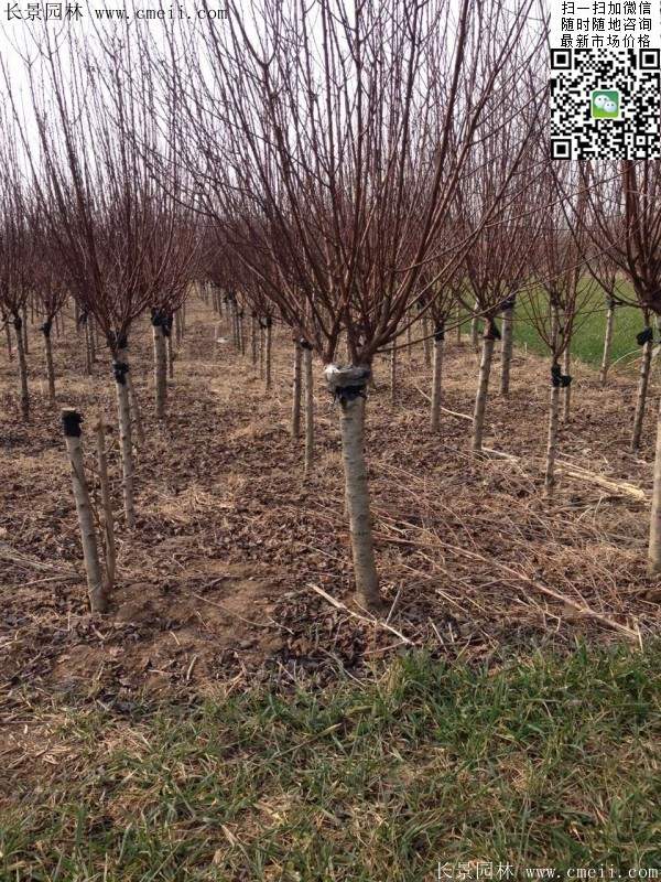 美人梅價值 美人梅價值