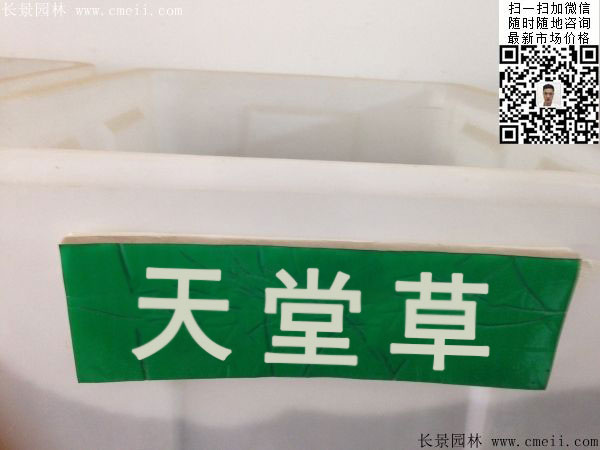 天堂草種子圖片 天堂草種子圖片