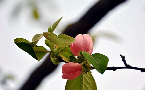 木瓜種植基地 木瓜種植基地