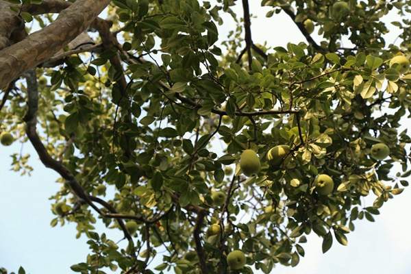 種植木瓜樹 種植木瓜樹