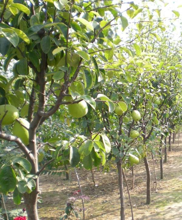 木瓜基地 木瓜基地