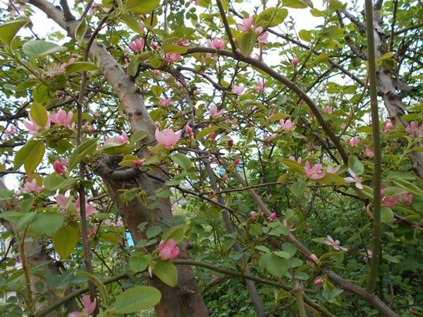 木瓜價(jià)格 木瓜價(jià)格