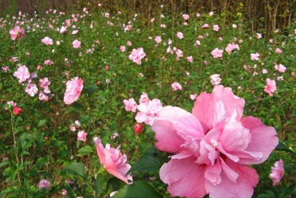 木槿小苗 木槿小苗