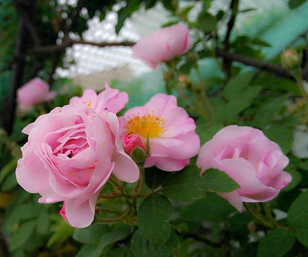 多頭薔薇 多頭薔薇