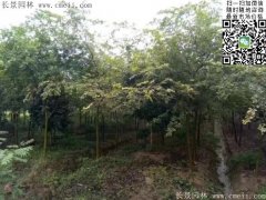 珍貴的紅櫸樹在我這，只珍不貴！