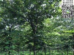 目前國內櫸樹哪里最多，你一定不知