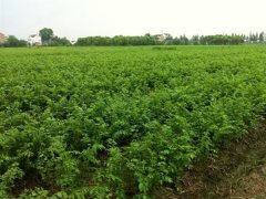 目前國內哪里的櫸樹小苗多？