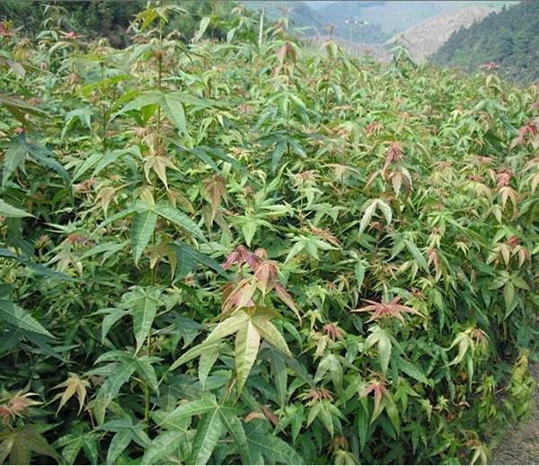 沭陽青楓樹 沭陽青楓樹