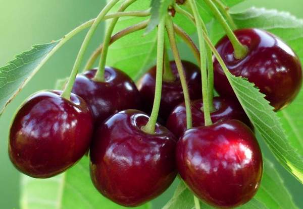 櫻桃樹(shù) 櫻桃樹(shù)