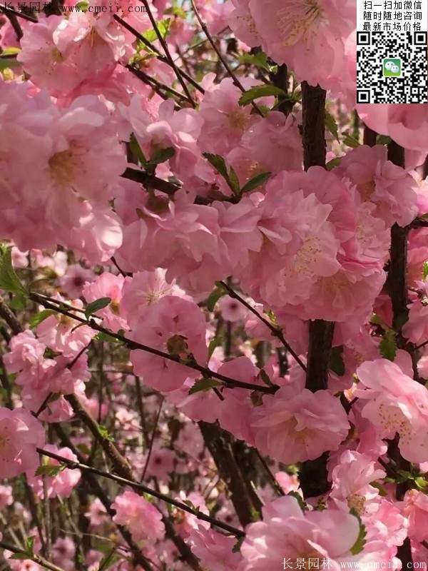 沭陽榆葉梅的價格 沭陽榆葉梅的價格