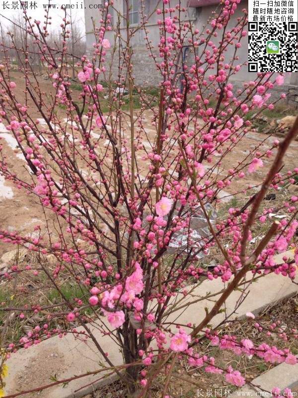 叢生榆葉梅 叢生榆葉梅