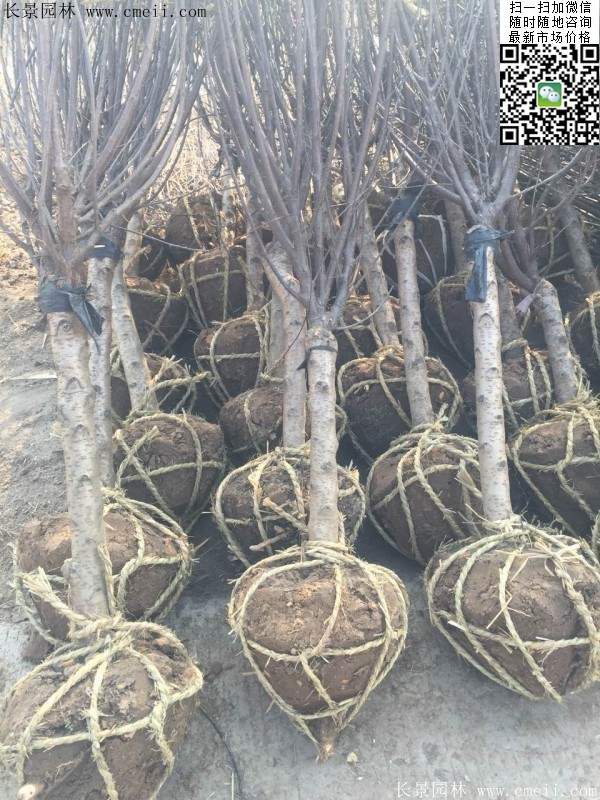 華東榆葉梅樹 華東榆葉梅樹