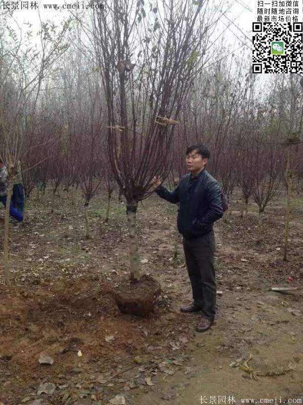 種植榆葉梅 種植榆葉梅