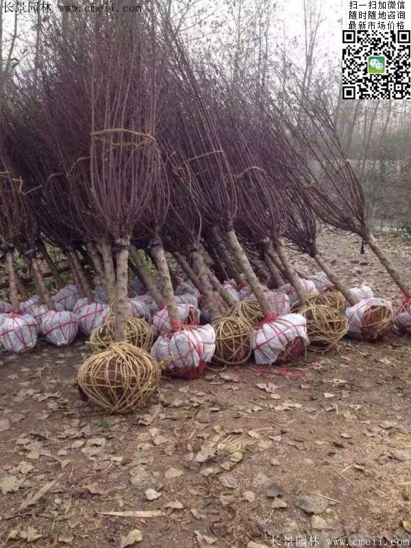 種植榆葉梅 種植榆葉梅