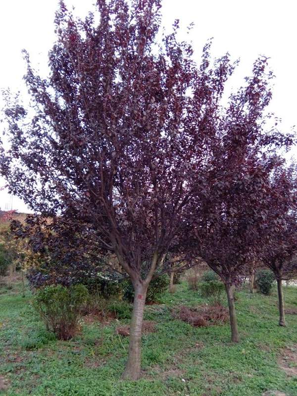 沭陽(yáng)紫葉李 沭陽(yáng)紫葉李