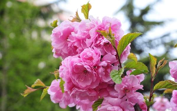 沭陽榆葉梅規格 沭陽榆葉梅規格