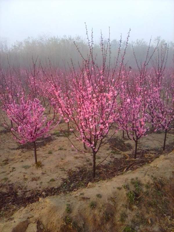 沭陽榆葉梅規格 沭陽榆葉梅規格