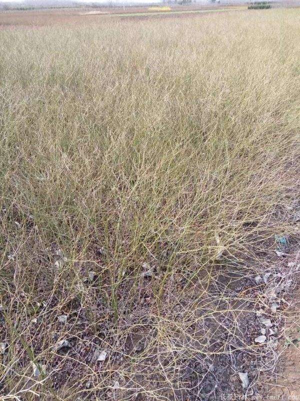 1.2米棣棠 1.2米棣棠