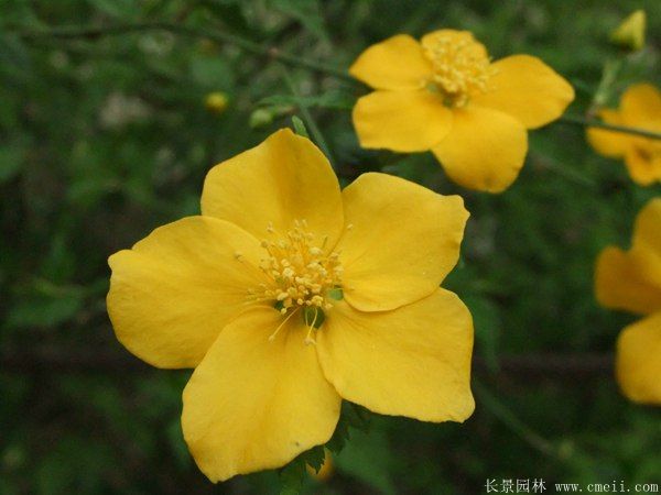 1.2米棣棠 1.2米棣棠