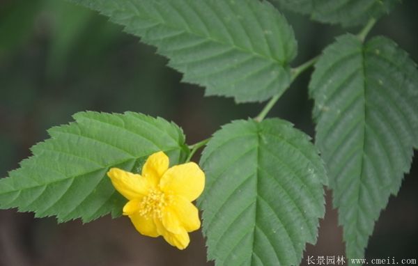 黃花棣棠