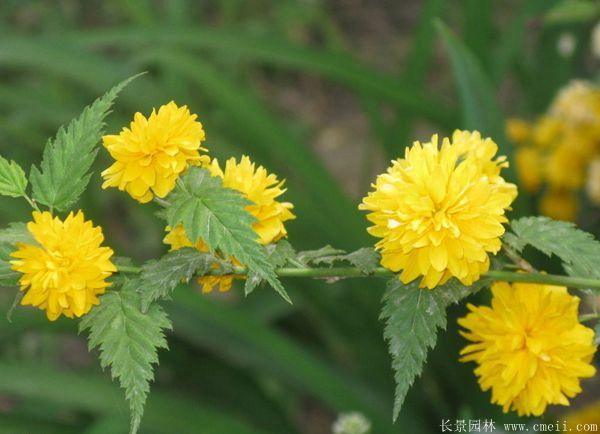 重瓣棣棠花 重瓣棣棠花
