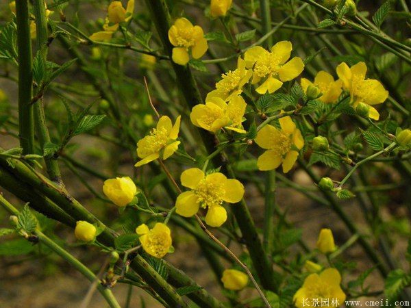 沭陽棣棠花 沭陽棣棠花