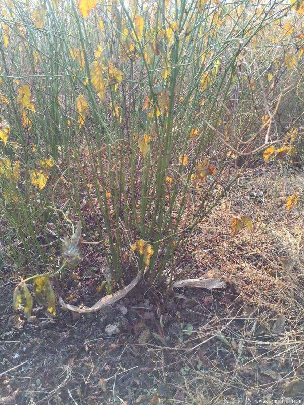 棣棠花產地 棣棠花產地