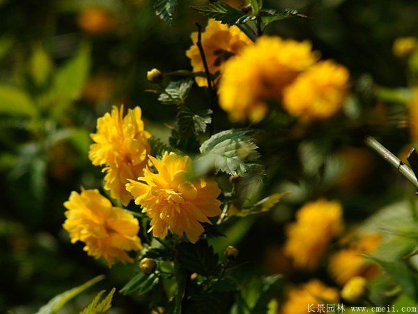 叢生棣棠花 叢生棣棠花