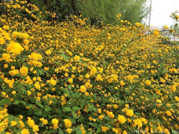 叢生棣棠花 叢生棣棠花