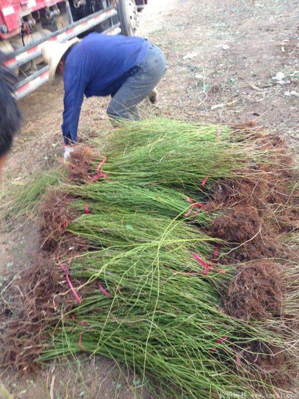 沭陽(yáng)棣棠苗