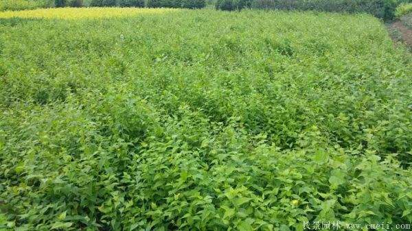 沭陽(yáng)棣棠苗