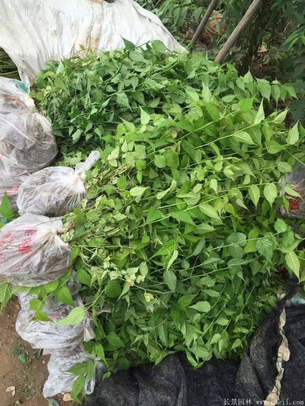 沭陽(yáng)棣棠苗