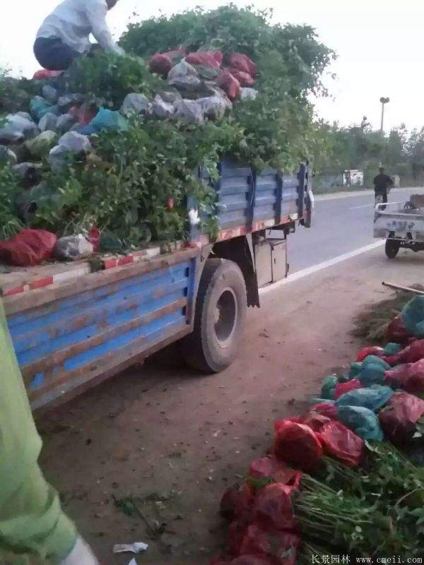 江蘇棣棠花價(jià)格