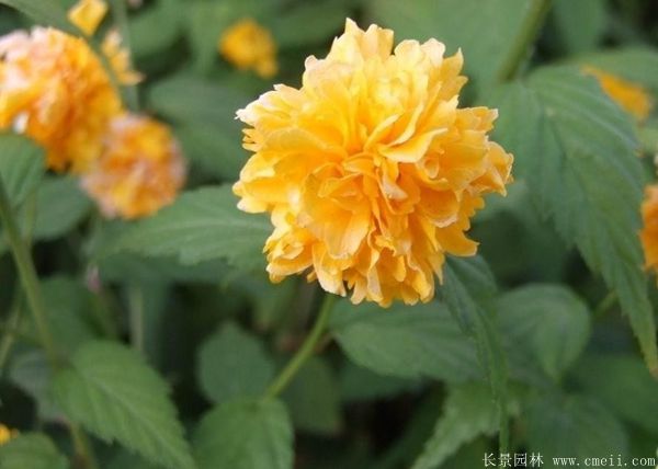 沭陽棣棠花 沭陽棣棠花