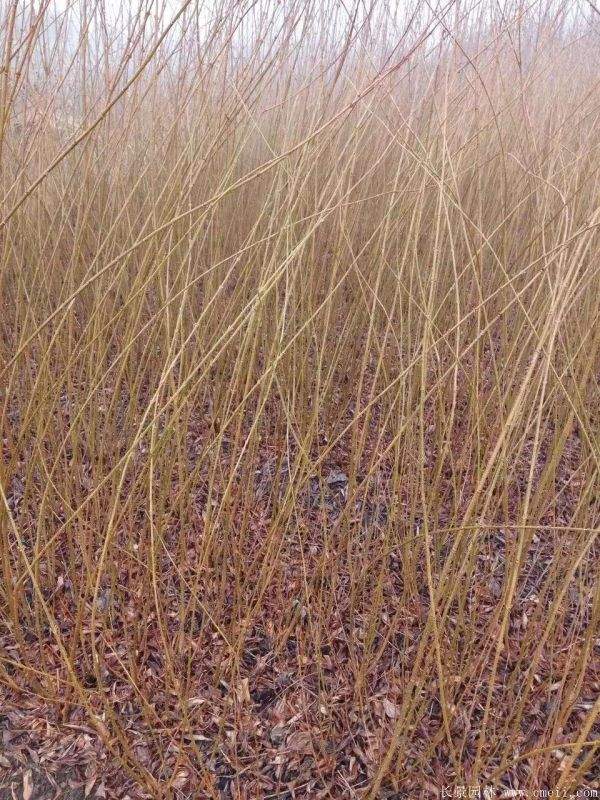 沭陽(yáng)棣棠花