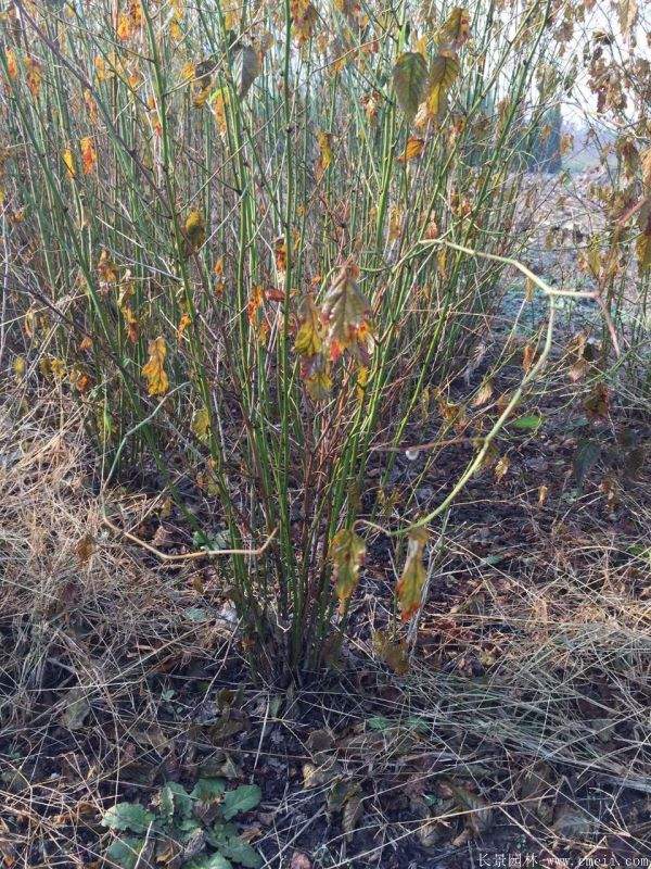 沭陽(yáng)棣棠花