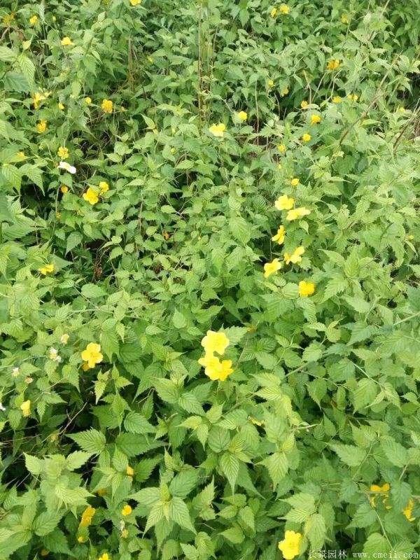 2016沭陽的棣棠價(jià)格