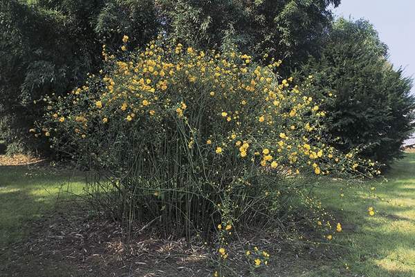 2016沭陽的棣棠價(jià)格