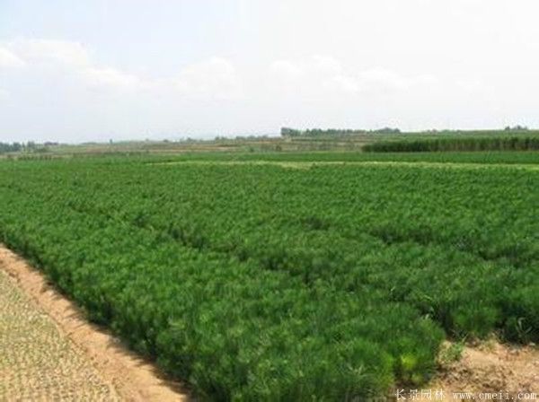 沭陽黑松的價(jià)格 沭陽黑松的價(jià)格