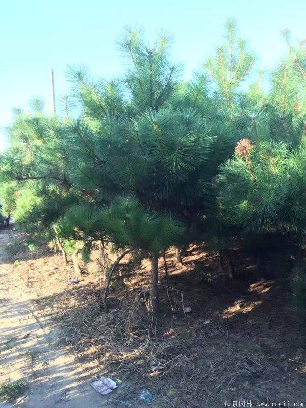 沭陽黑松的價(jià)格 沭陽黑松的價(jià)格