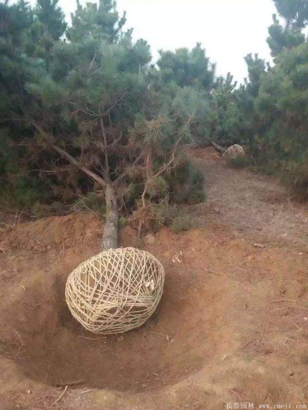 沭陽黑松的價(jià)格 沭陽黑松的價(jià)格