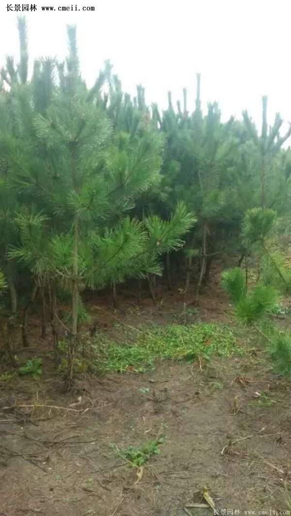 沭陽(yáng)黑松苗、黑松樹(shù) 沭陽(yáng)黑松苗、黑松樹(shù)