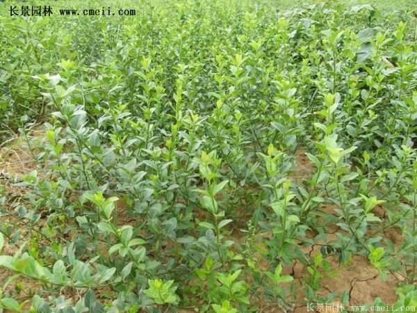 沭陽速生扶芳藤