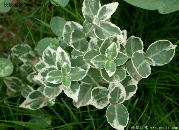 扶芳藤基地照 扶芳藤基地照