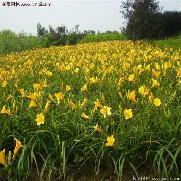 金娃娃萱草多少錢一棵？