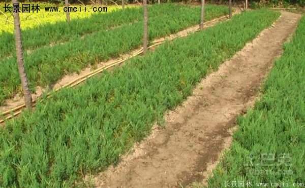 沭陽的鋪地柏 沭陽的鋪地柏