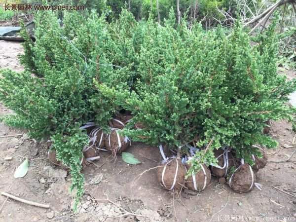 沭陽的地柏基地 沭陽的地柏基地