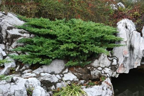 沭陽的地柏基地 沭陽的地柏基地