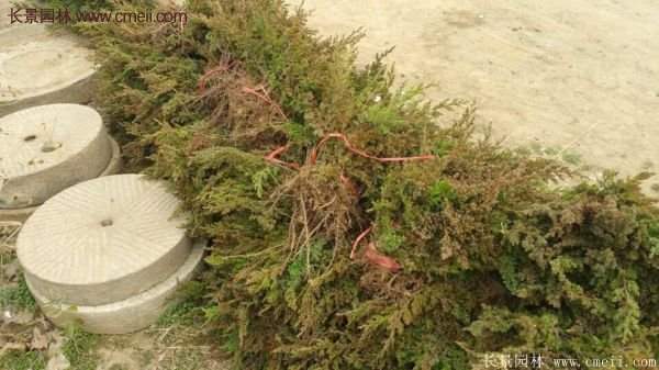 沭陽(yáng)的地柏 沭陽(yáng)的地柏