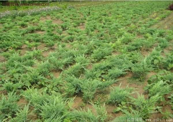 2016沭陽地柏價格 2016沭陽地柏價格